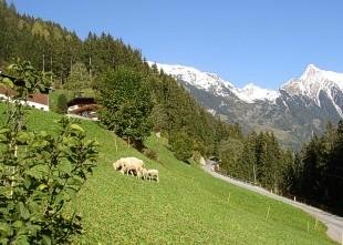 Pignellenhof Brandberg - Schafe