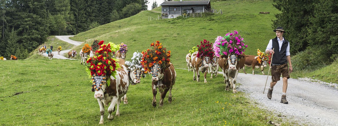 The colourfully decorated cows are herded down to the valley to Söll, © P. v. Felbert/D. Reiter/TVB Wilder Kaiser