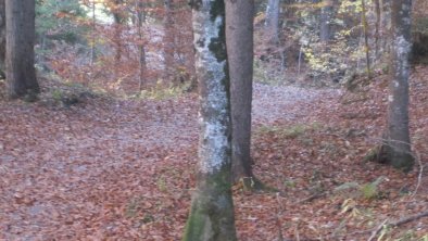 Herbstwald in Leutasch