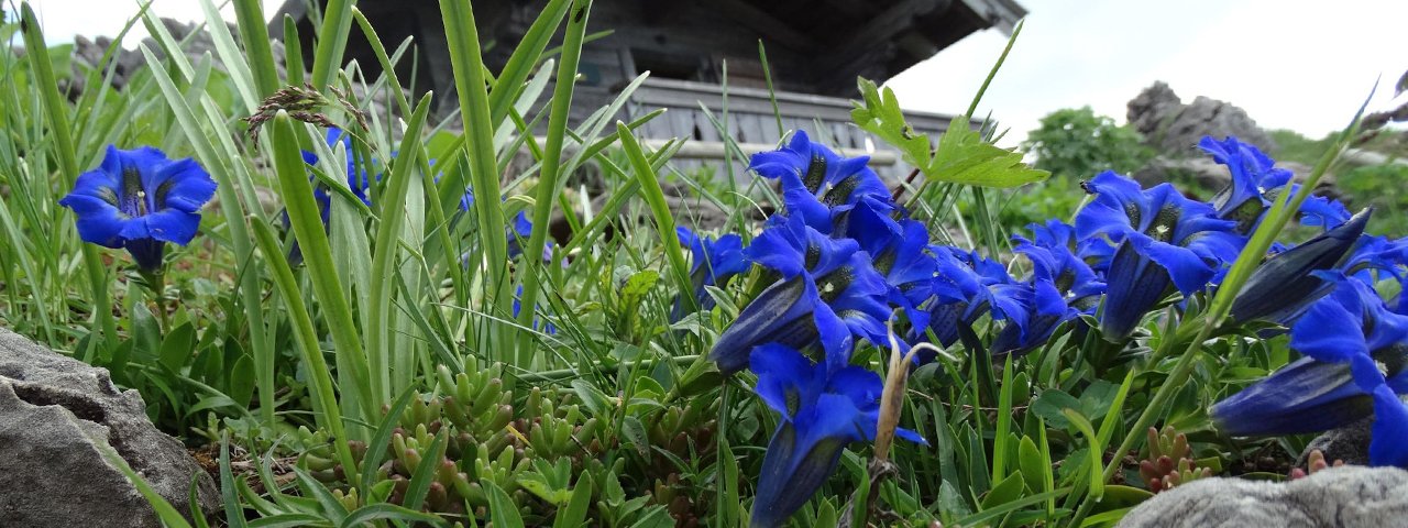Gentian, one of the most famous alpine flowers, is among the many plants which can be found in this unique garden above Kitzbühel, © Kitzbühel Tourismus