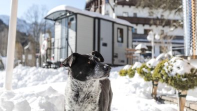Urlaub-Hund-Alpenhotel-Tyrol-01