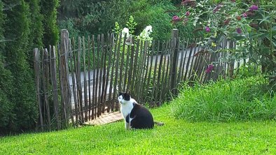 Bauernhof Katze