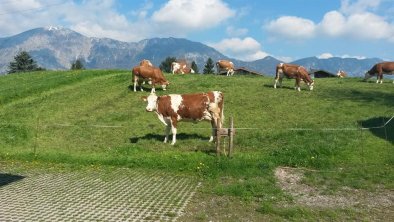 Kühe auf der Weide 2