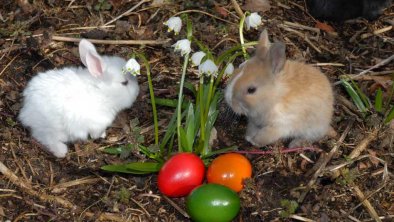 Freuen Sie sich auch schon auf den Osterhasen?