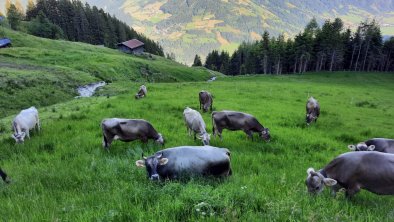 Kühe auf der Alm