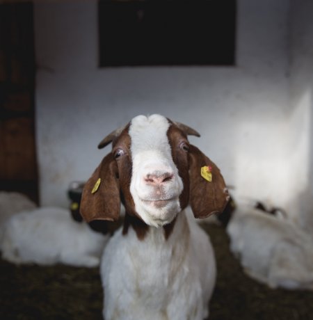 The Hinterkaiserhof in the Kaisertal Valley is also home to several sheep, © Tirol Werbung/Bert Heinzlmeier