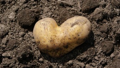 Kartoffelernte mit Herz
