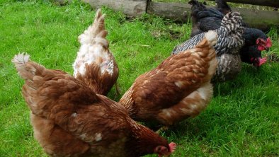 frische Eier von glücklichen Hühnern