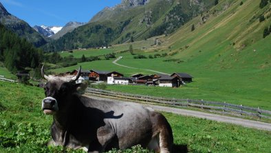 Brollerhof Alm