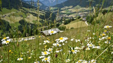 Am Oberen Höhenweg, © Alpbachtal Tourismus
