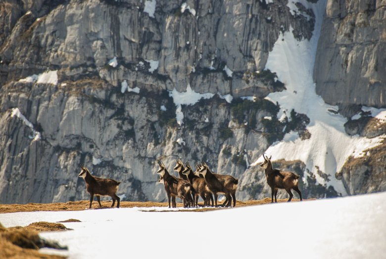 Chamois roaming in the Rofan Mountains.
, © Tirol Werbung / Jannis Braun