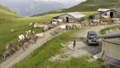 https://images.seekda.net/AT_UAB7-09-40-01/almwanderung_Zell_im_Zillertal.jpg