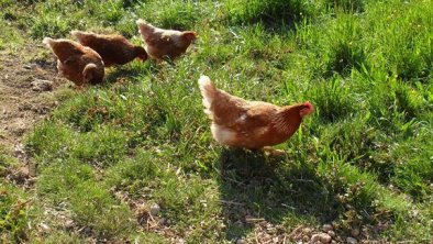 Hühner am Hof