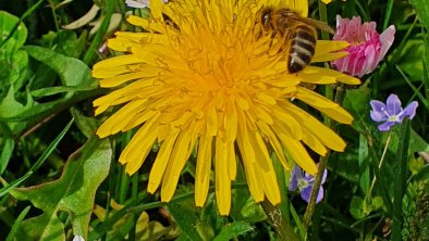 Bienen & Blumen, © A.Hilpolt