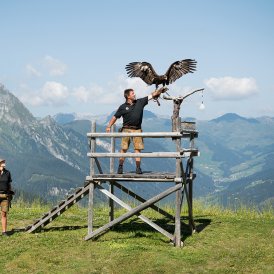 Birds of Prey Shows on Ahorn Mountain in Mayrhofen, © Mayrhofner Bergbahnen