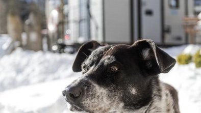 Urlaub-Hund-Alpenhotel-Tyrol-900px-01