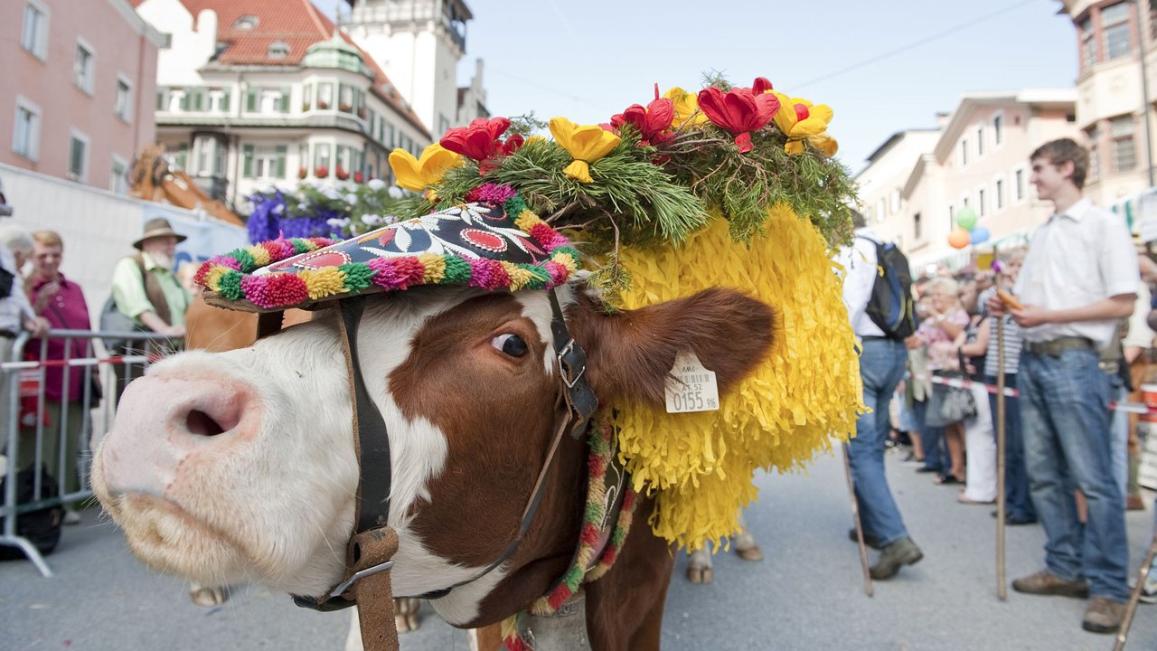 Traditional cattle drive in Kufstein, © Ferienland Kufstein