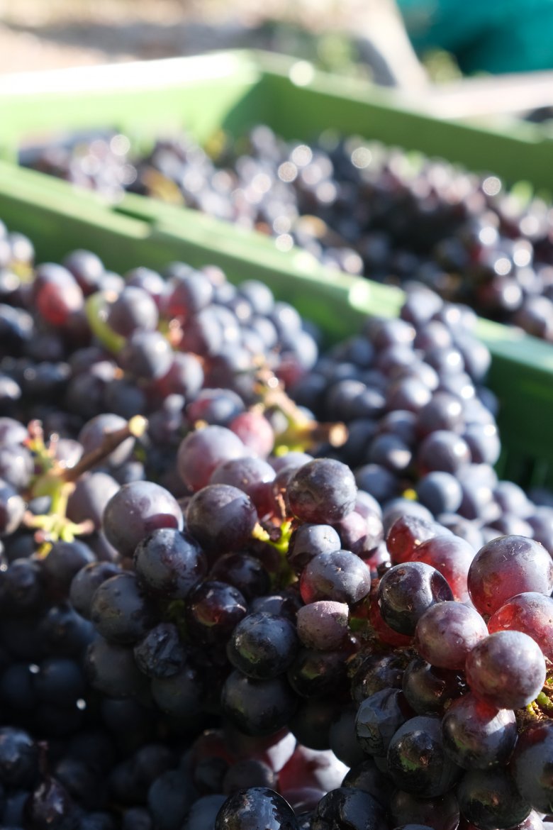 Pinot Noir harvest at the Tirolean vineyard Zoller-Saumwald.