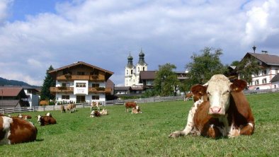 Landhaus-tirol-kühe-sommer