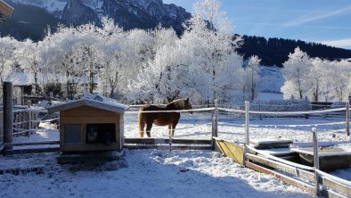 Wintermorgen am Angarterhof