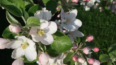 Moaeben Alpbach. Apfelblüte, © Klingler Margit