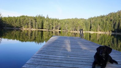 Möserer See mit Hund