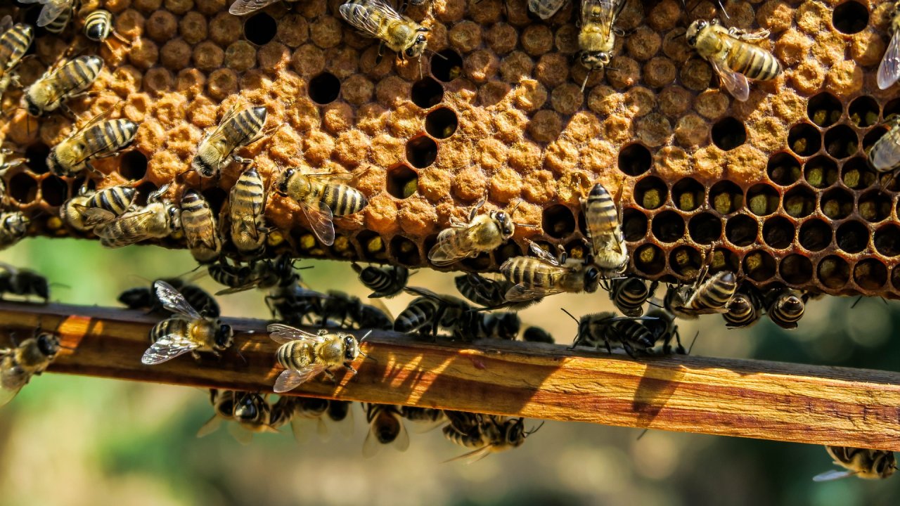 The walk takes participants to a behive where they can observe these busy workers in action., © TVB Tirol West