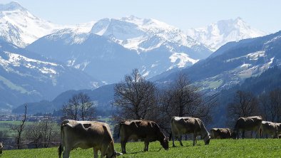 Zillertal Frühling