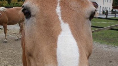 Haflinger am Hof