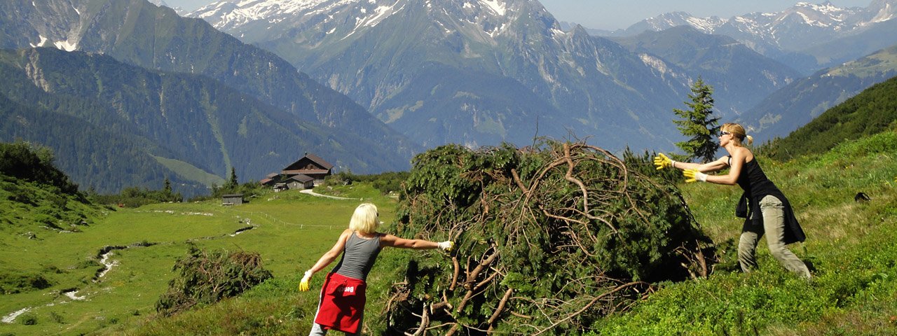 Tasks at Zillertal Valley’s Volunteering Projects include invasive tree and shrub removal, © Hochgebirgs-Naturpark Zillertaler Alpen