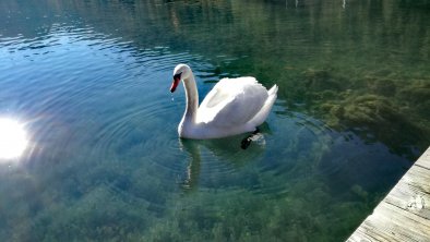 Schwan am Pillersee