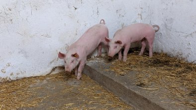 Schweinchen, © Korberhof