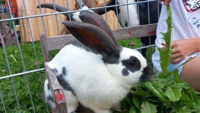 Tiererlebnis am Hof