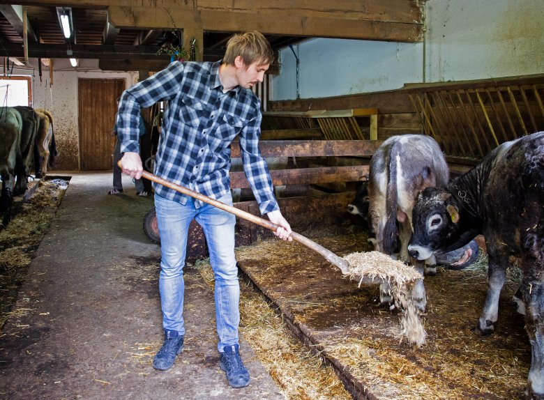 Feeding the cows.
