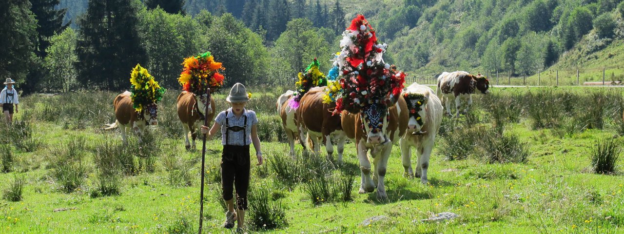 Over 500 animals are herded for the great autumn cattle drive in Auffach, © Wildschönau Tourismus