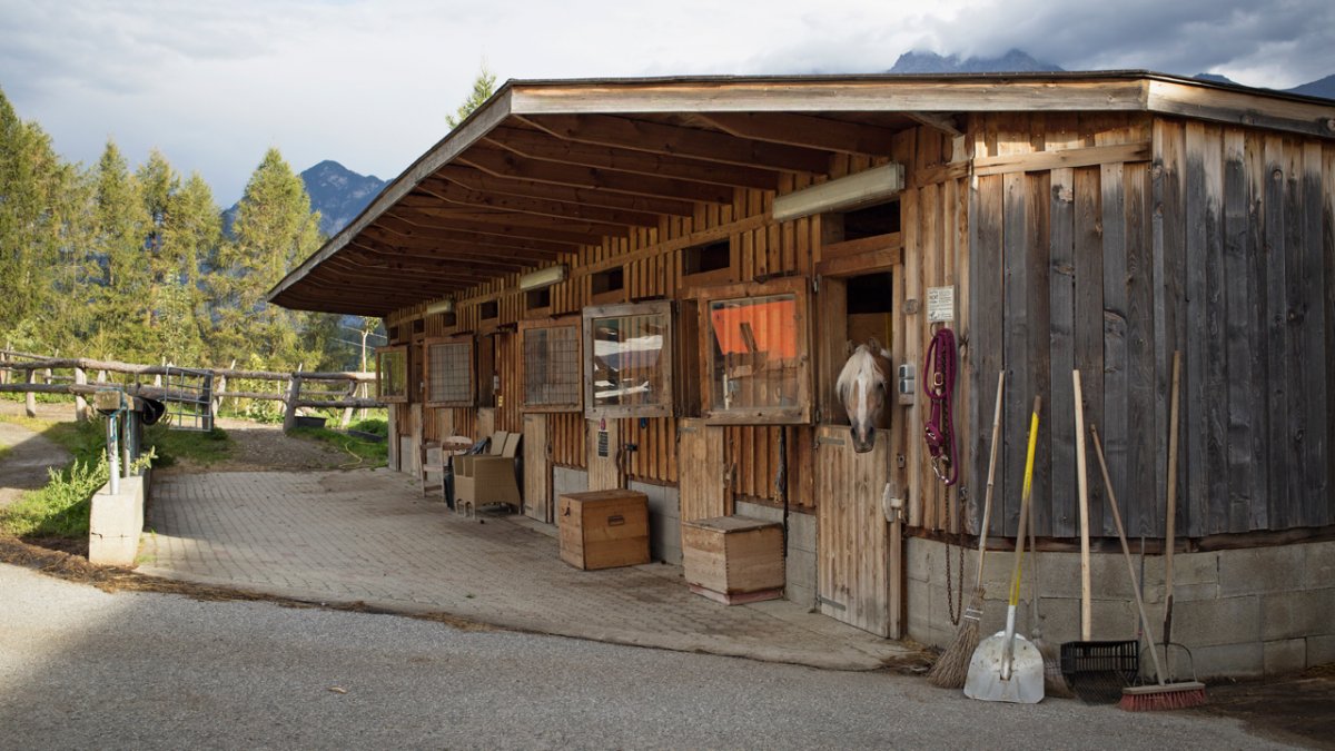 Eight horses call the Pechhof home., © Tirol Werbung/Lisa Hörterer