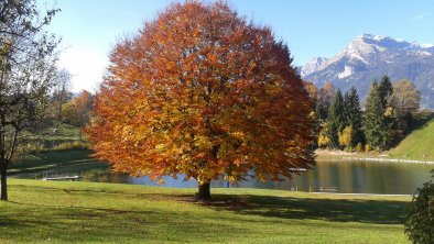 Moaeben Alpbach Baum am See >Herbst