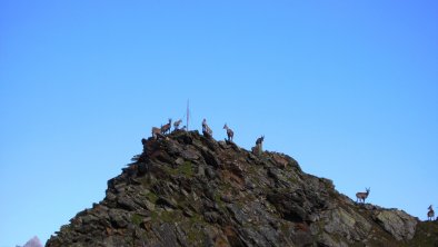 Wildgartenkogel: Der "Kindergarten" der Steinböcke