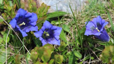 Enzianblüte Anfang Juli, © Schneider