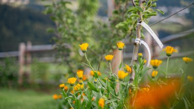 Wohlfühl Ferien-Heim Ringeldblume Apfelbaum