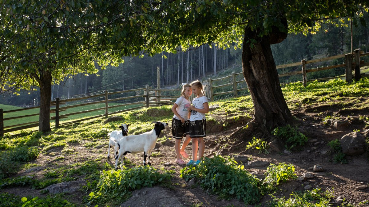 The pygmy goats are popular with children and always hope to get a little treat from them., © Tirol Werbung/Lisa Hörterer