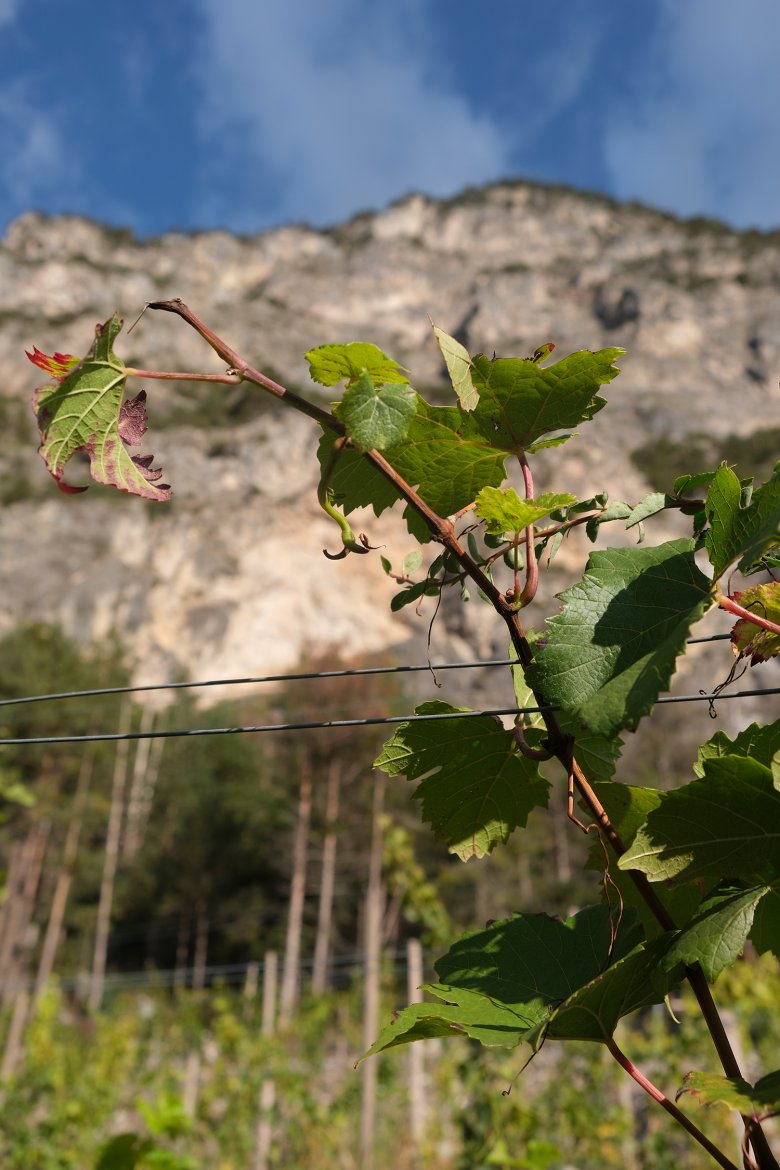 The rock of the Tschirgant creates an ideal microclimate.