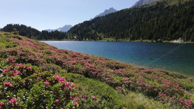 Obersee Stallersattel mit blühenden Almrosen