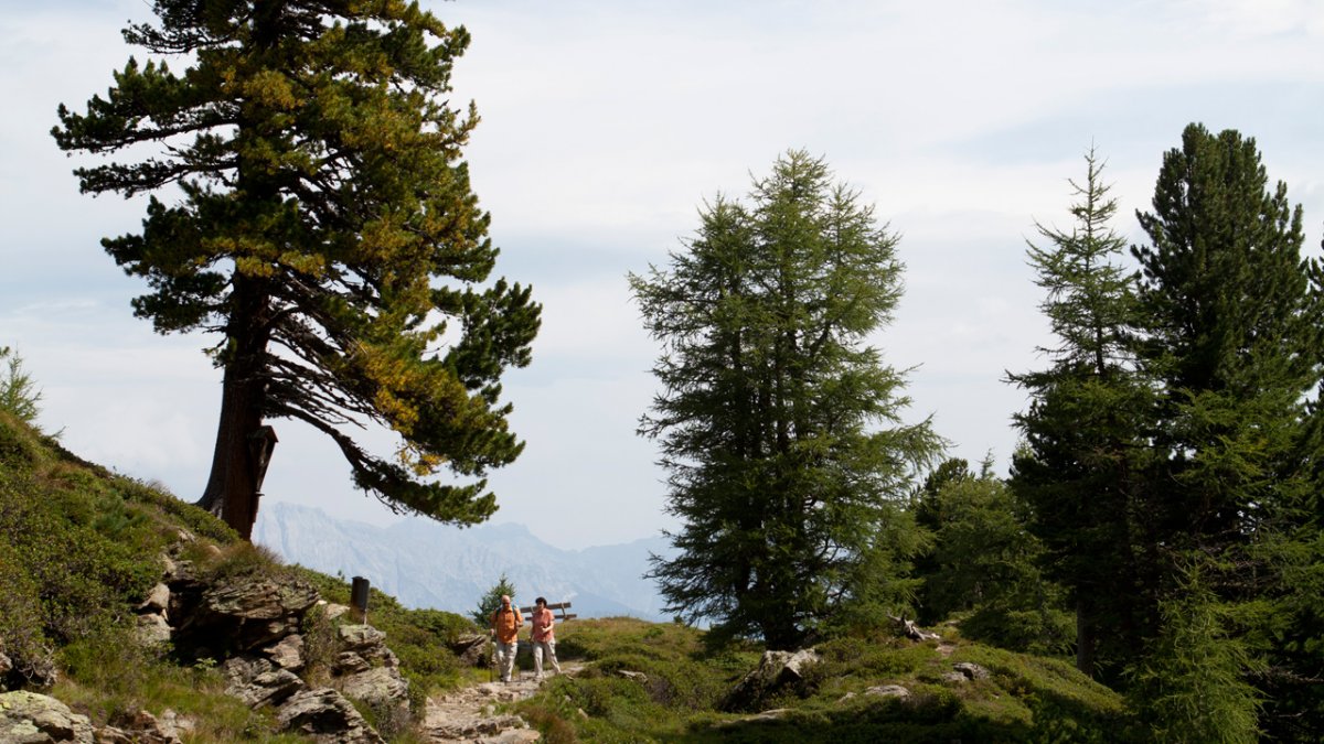 Zirbenweg Trail, © Tirol Werbung/Markus Jenewein