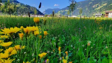 Blumenwiese im Garten