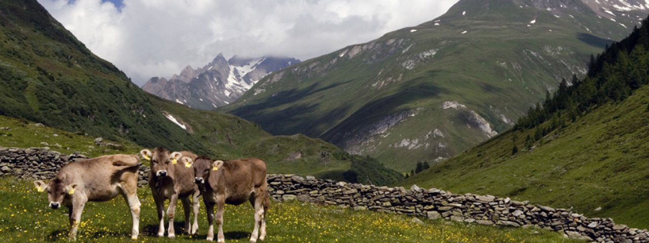 Getting Close to Nature in Defereggental Valley, © TVB Osttirol