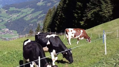 Holderhof, Mayrhofen, Zillertal