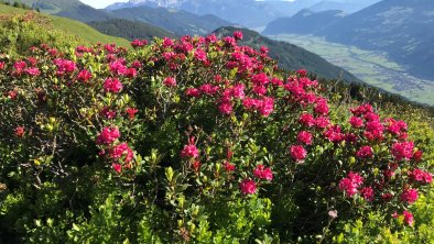 AlmrosenblüteBlickvoZiRofgeb, © Alpin-Ferienwohnungen Hochzillertal