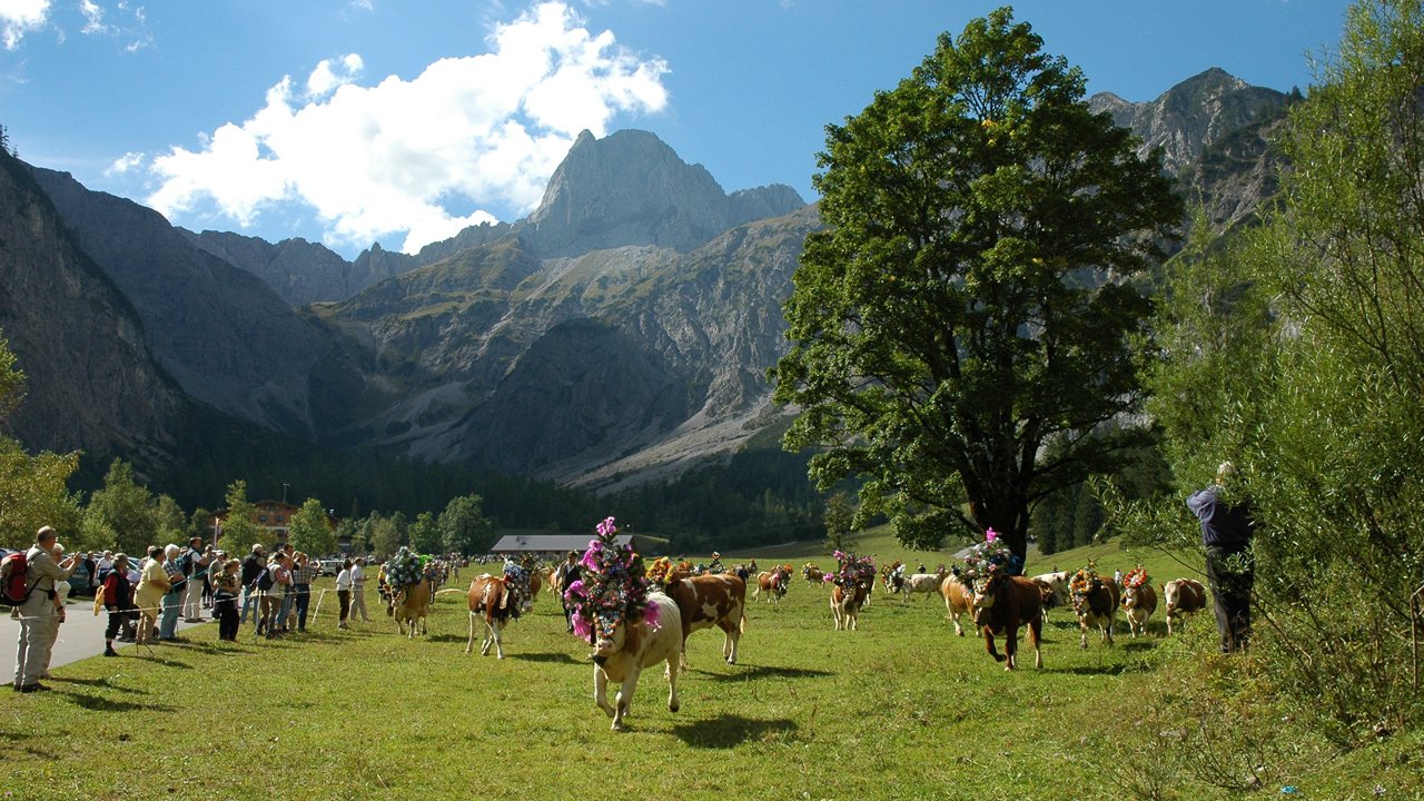 Traditional cattle drive from the Gramai Alm to Pertisau, © Gramai Alm