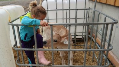 Die Lieblinge der Kinder... Kälbchen, © E. Eller